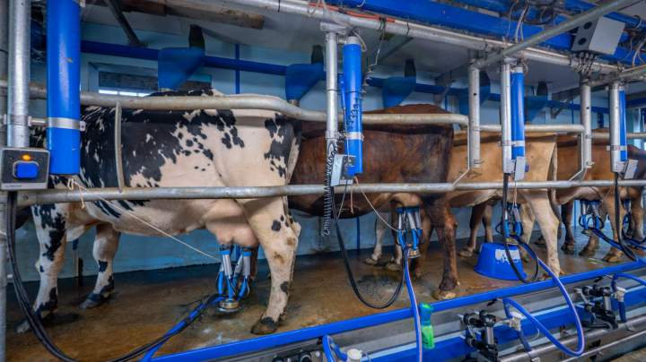 Élevage de vaches laitières Cros
