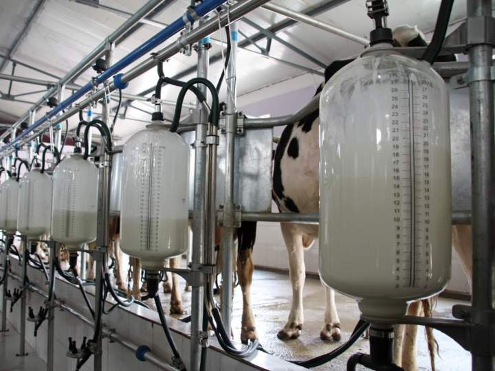 Élevage de vaches laitières Cros